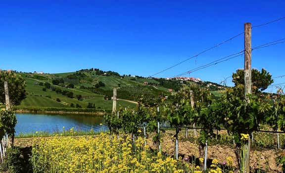 Cimarelli