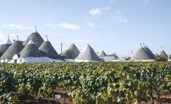 Conte Wine and Maker