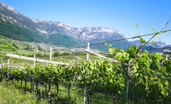 WeinGut Seppi