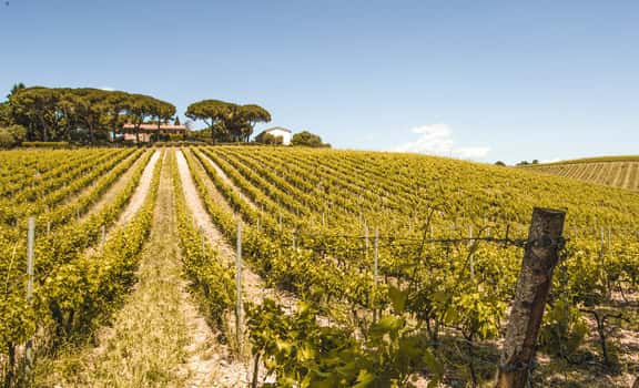 Fattoria di Magliano