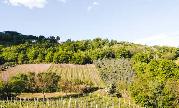 Tenuta dell'Ugolino