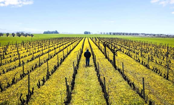 Poderi delle Mura