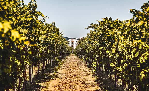 Battifarano Vini