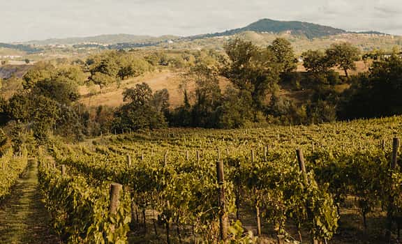Tenuta Vitagliano