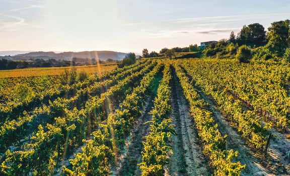 vineyard at sunset Laficaia