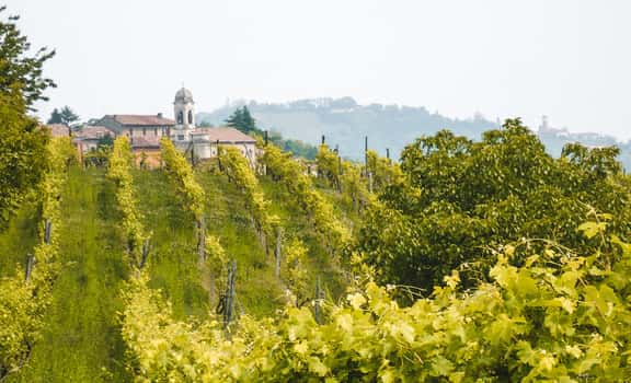 Vignaquaranti