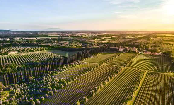 vineyard on the hill Tenuta Baroni del Mestri