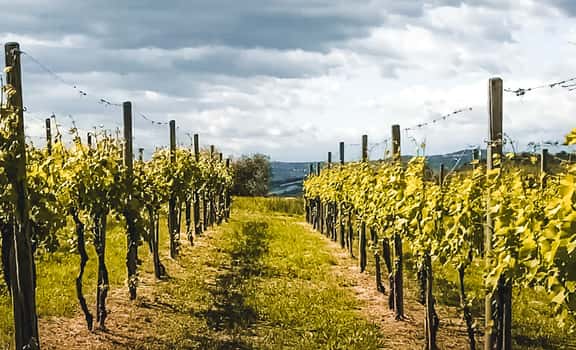 Terre D'Arengo