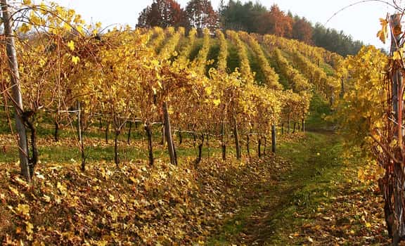 Antichi vigneti di Cantalupo