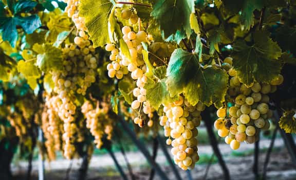 yellow grapes Corvée