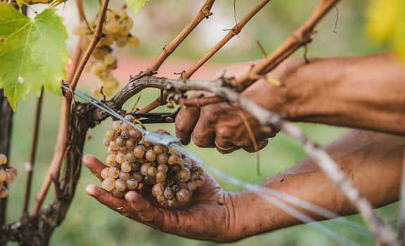man picking yellow grapes Fattoria Uccelliera