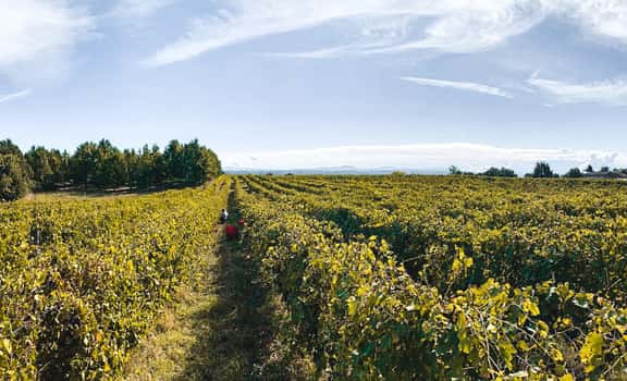 Azienda Vitivinicola Chielisò