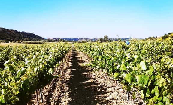 Domaine de Magalanne