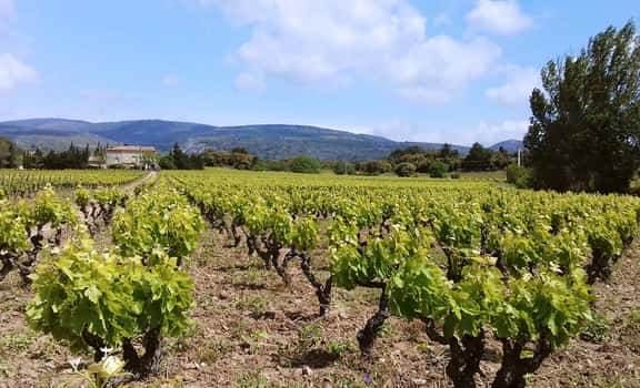 Domaine Ampelous