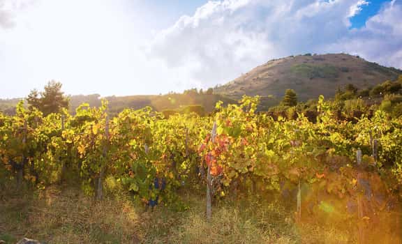 Contino Grazia Maria