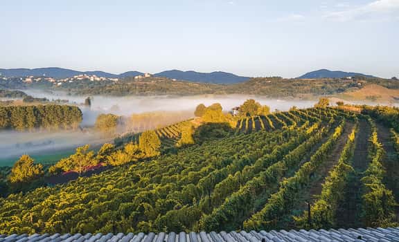 Cantine Alma