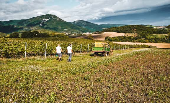 Tenuta Grimaldi