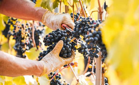 Risveglio Agricolo