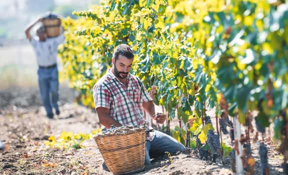 Oddo Vini