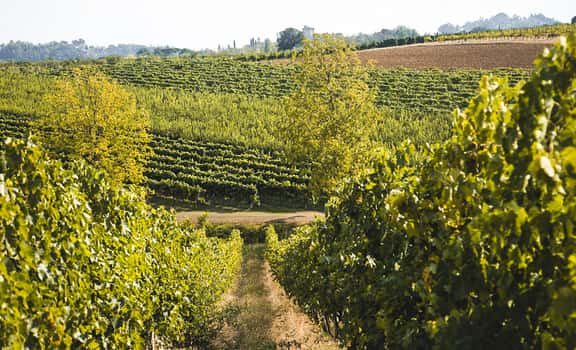 Cantina del Fuoco