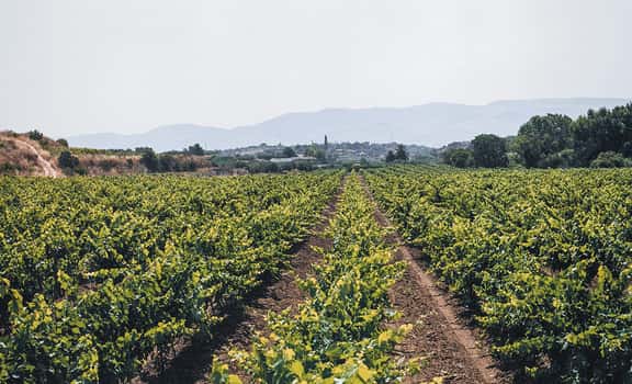 Poggio di Bortolone