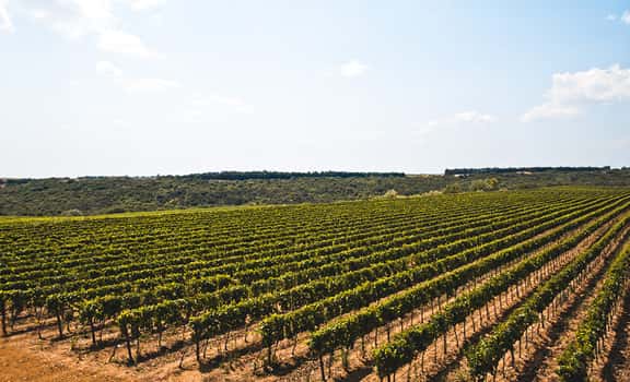 Cantine Cifarelli