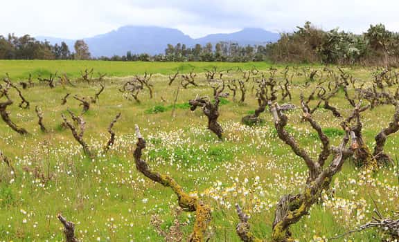 Quartomoro di Sardegna