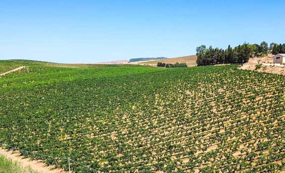 Terre di Bruca