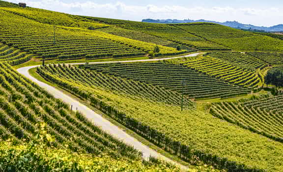 vineyard on the hill Vigne Mastrodomenico
