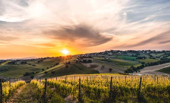 Tenuta San Marcello