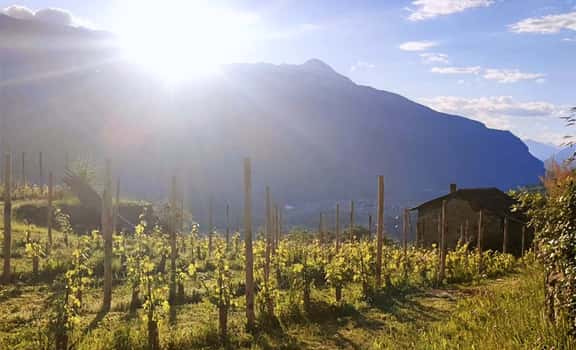 Altaluce Vini di Montagna