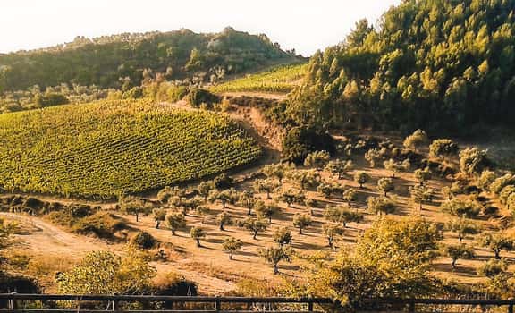 Agricola Soi