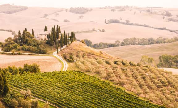 vineyard landscape Zanotelli
