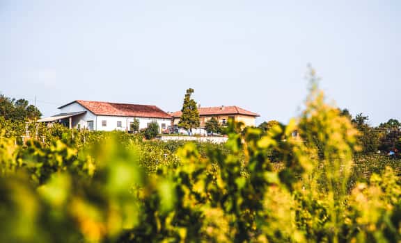 Bogge Wine