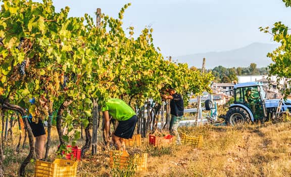 Tenuta La Vigna