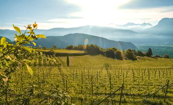 Tramin
