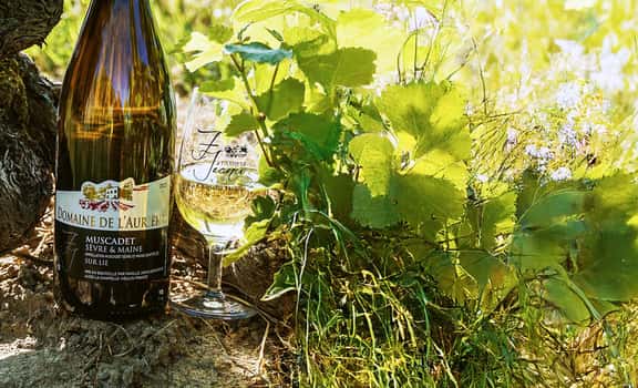 Domaine de l'Aurière