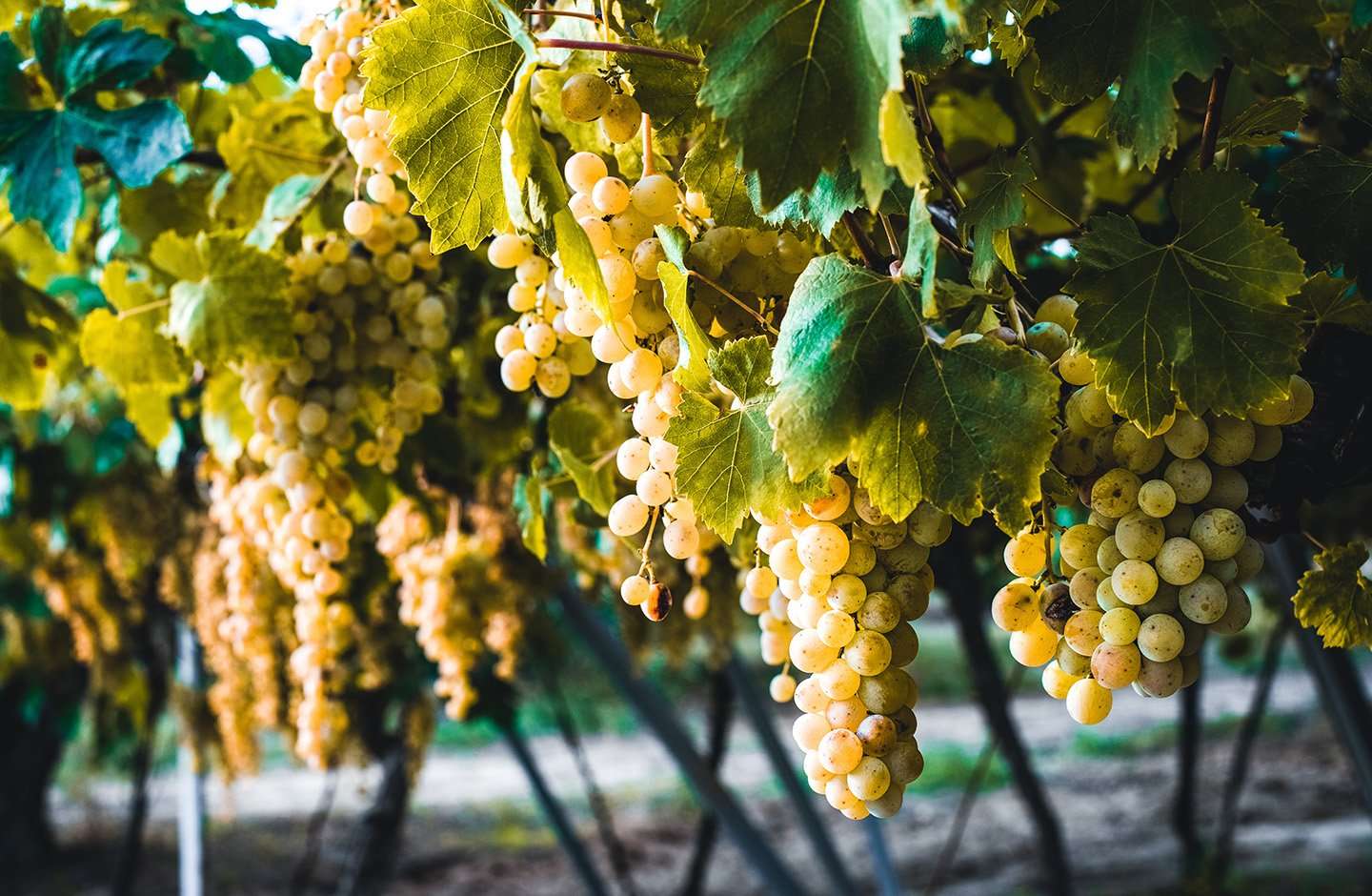 yellow grapes yellow grapes