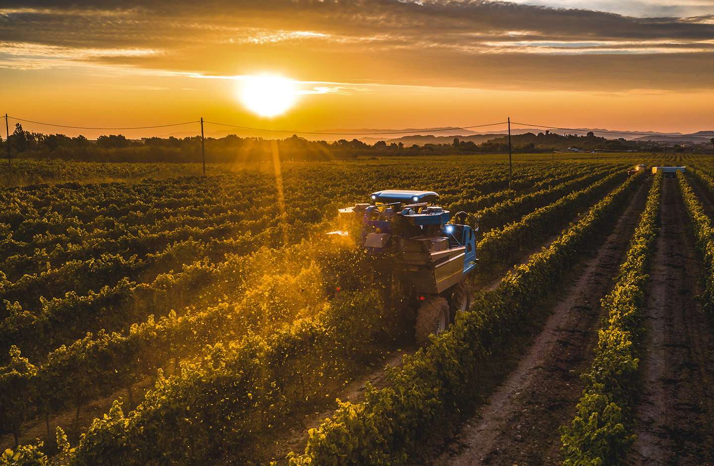 vineyard during sunset vineyard during sunset