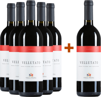5+1 Vellutato Rosso Piceno Superiore DOC