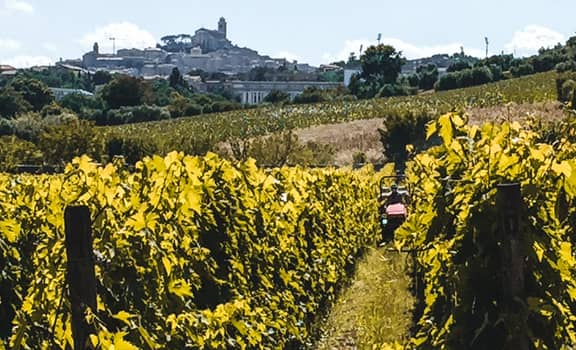 Le Vigne di Franca