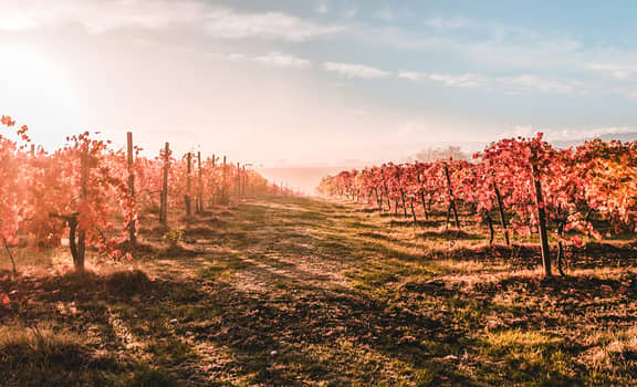 La Piana Winery