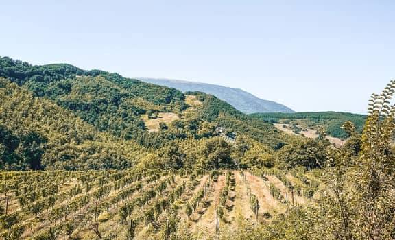 Tenuta Baroni Campanino