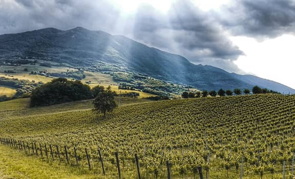 Tenuta Piano di Rustano