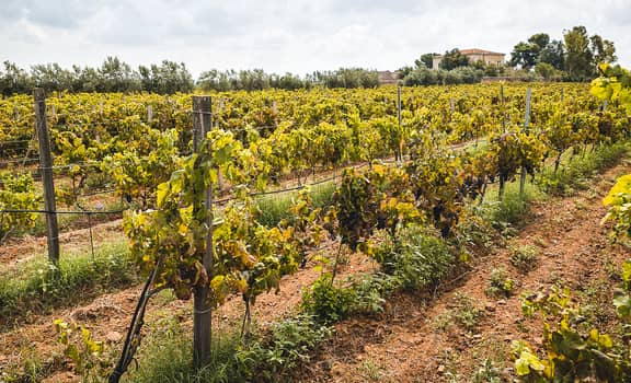 Il Rinascimento dei vini siciliani