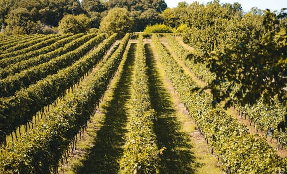 Il vino dal lago