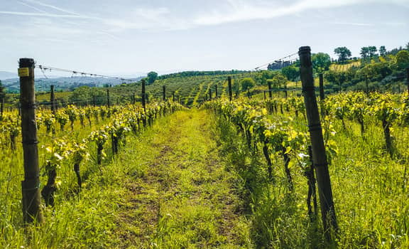 Podere Casaccia - Sine Felle