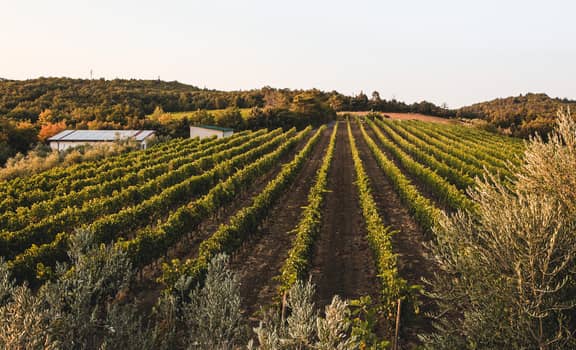 Il Valentiano Azienda Agricola di Ciacci Fabiano