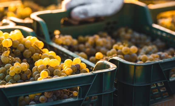 Cantina Tizzano Vigneti d'Autore