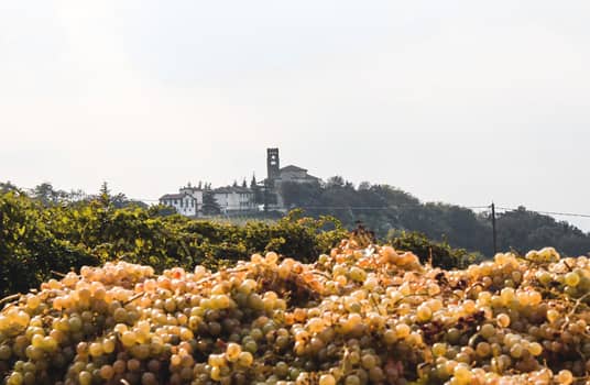 white grapes with castle in backround travaglina